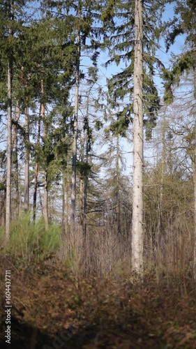 Idyllic european spring season summer forest landscape in the rural countryside, trees and colorful foliage leaves in the woodlands in Germany, Europe, vertical video