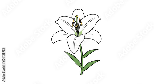 Elegant minimalist lily illustration, delicate white petals and serene stem, graceful floral design with clean lines and simple composition perfect