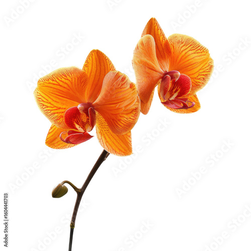 Close-up of two vibrant orange orchids