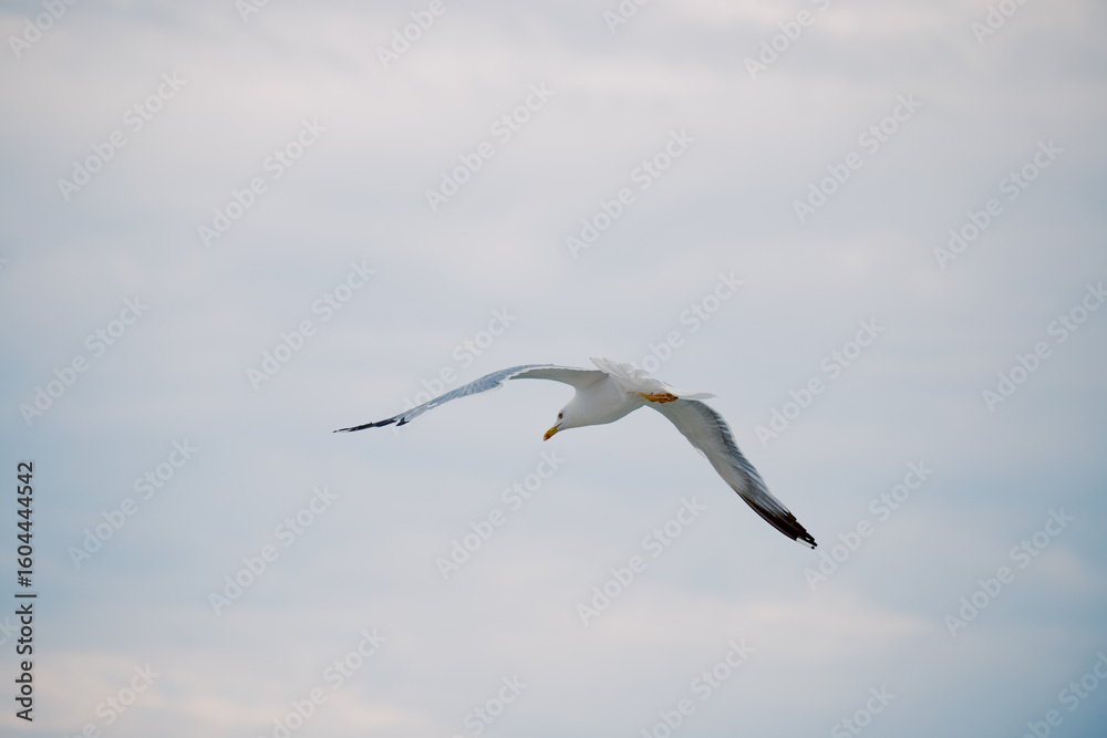 Obraz premium Seagull flies against the sunset sky over the sea. Background travel brochure