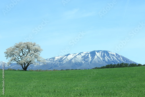 岩手山と一本桜