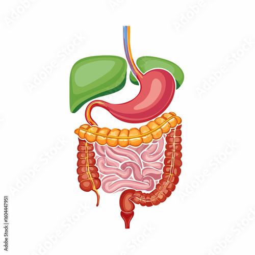 Detailed Illustration of the Human Digestive System with Colorful Organs