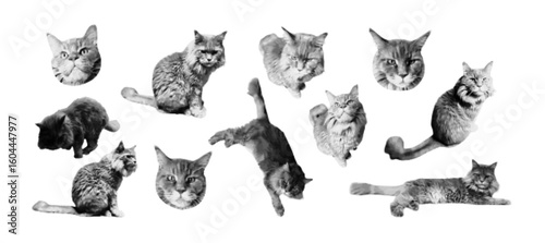 Funny cat halftone art collage. Modern retro grunge mixed media vector illustration on transparent background.