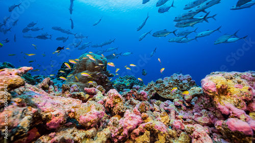 Wallpaper Mural Low angle underwater shot of bright corals with large school of fish swimming in background, Nikumaroro, Kiribati Torontodigital.ca
