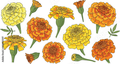 Create a kinds of deferent  flower, gold, halloween, maple vector art with white background.