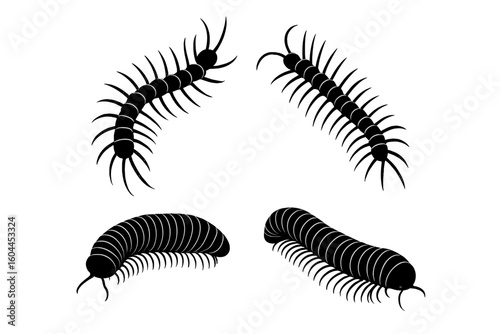 Centipede and millipede silhouette vector illustration set on transparent background, creepy crawly insects for horror, Halloween, pest control, entomology education design