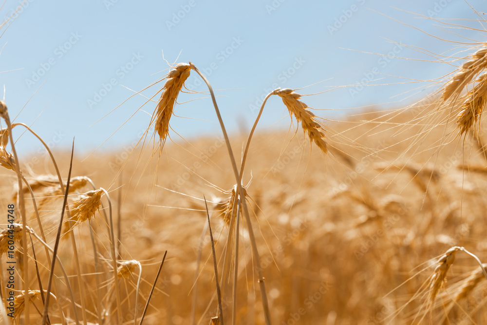 Fototapeta premium Close-up of golden wheat ears swaying in a ripe summer field under a clear blue sky, captured in warm natural light.