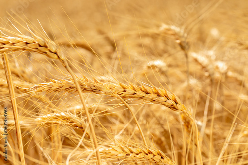 Detailed macro view of golden wheat spikes in a fully grown field, symbolizing harvest and agricultural abundance.
