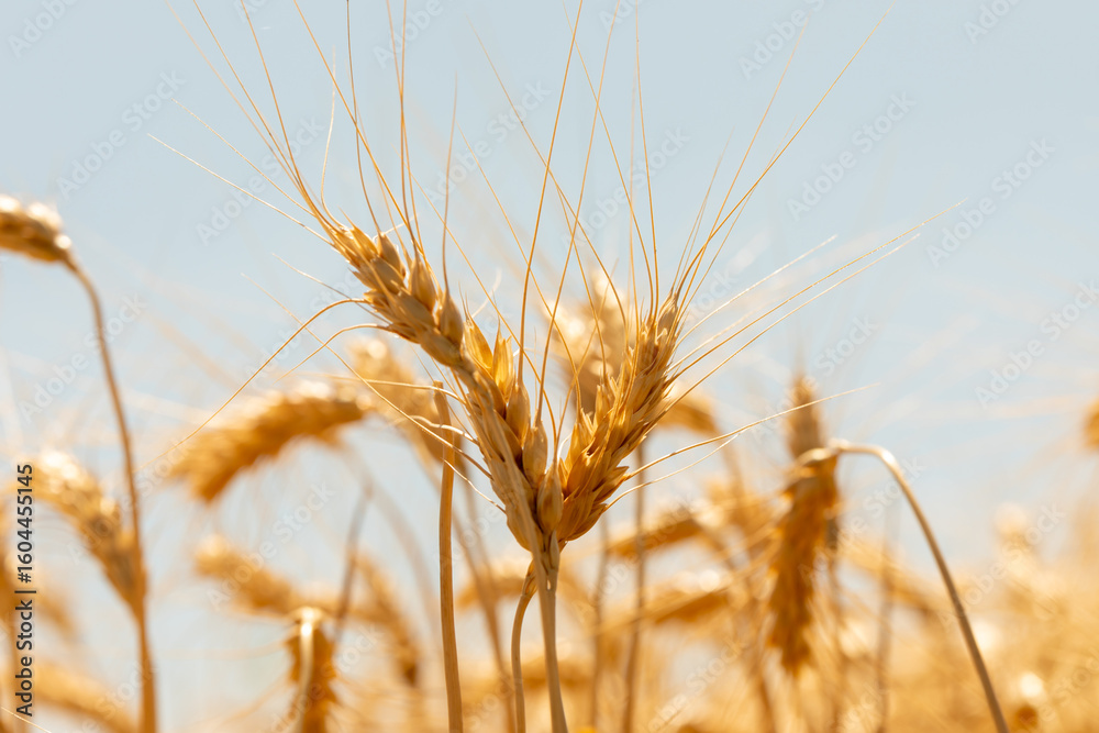 Fototapeta premium Close-up of golden wheat ears standing tall in a sunlit field against a pale blue sky, symbolizing ripeness and harvest.