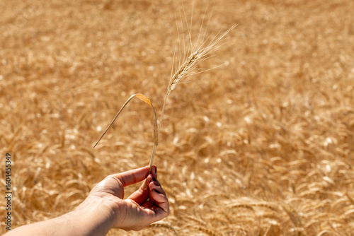 Close-up of a hand gently holding a single wheat ear against a golden field backdrop, symbolizing agriculture and harvest.