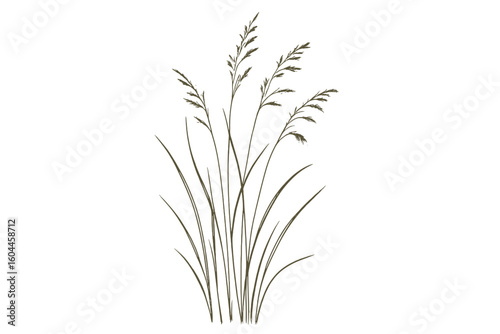 Minimalist Elegant Realistic Grass Vector Illustration, Decorative Botanical Grass Stems and Blades, Nature Meadow Herb Silhouette, Natural Foliage, Isolated on Transparent Background