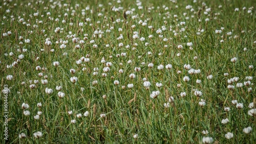 Wallpaper Mural Springtime wetland adorned with delicate white flowers and fresh grass Torontodigital.ca