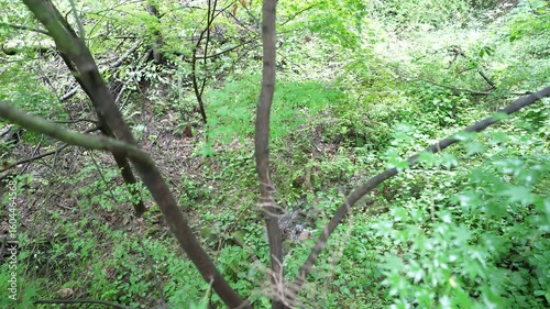 Clear Spring Water Bubbling Up Naturally in Forest Setting