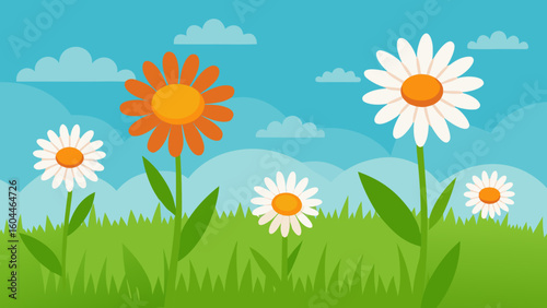 african daisies summer meadow