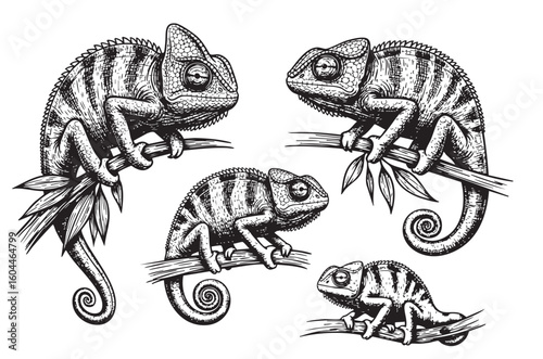 Vibrant chameleon set, ideal for nature and unique animal themes.