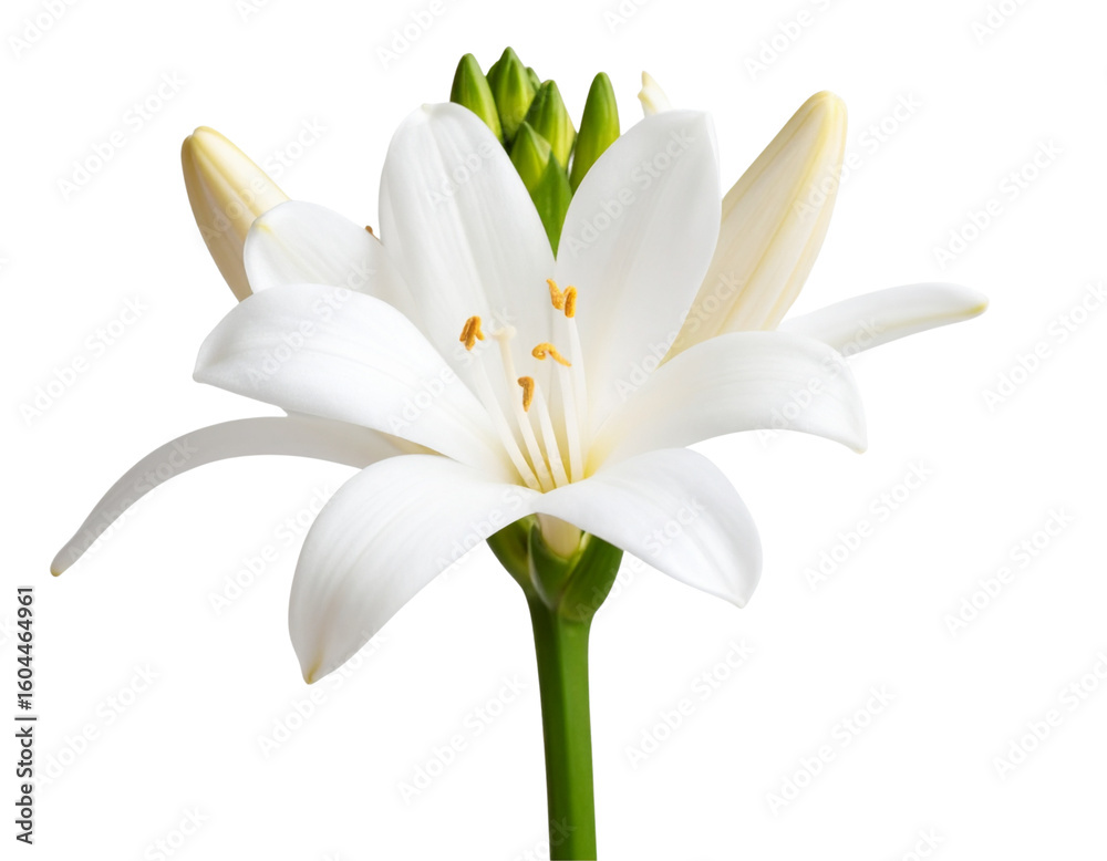 Fototapeta premium Single Tuberose Flower in Full Bloom, Front View with Natural Stem, isolated on transparent background