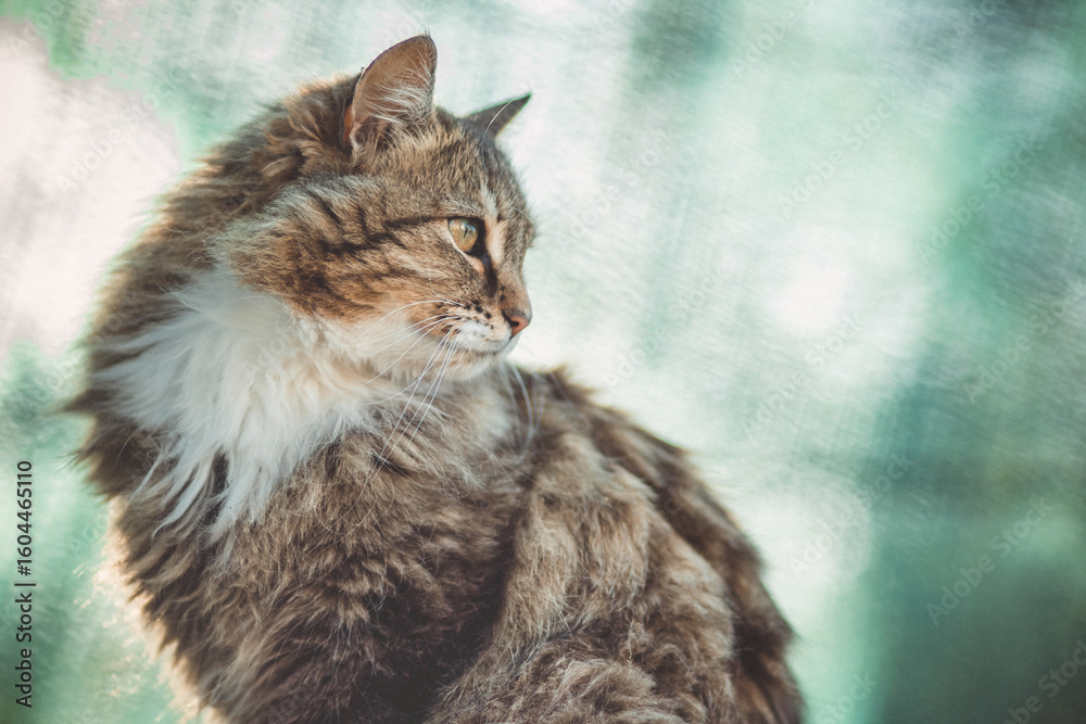 Fototapeta premium beautiful fluffy cat on green natural background, pet life outdoors