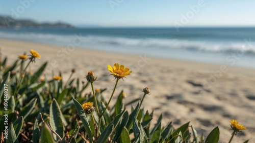 Detailed view of a bright yellow wild bloom near the ocean shore