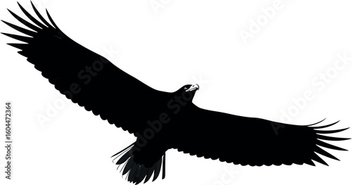 Soaring Silhouette: A powerful eagle soars against the clear sky. The dramatic depiction captures the strength and freedom of this majestic bird.