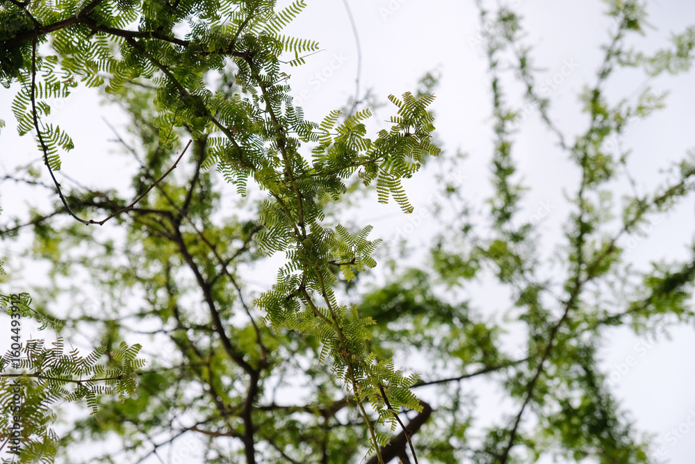 Fototapeta premium Green leaves and brown branches background