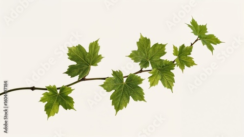 Wallpaper Mural White background featuring a lone vine branch with leaves Torontodigital.ca