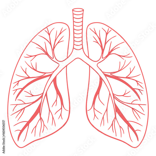 A red outline of human lungs and trachea showcases the intricate branching structure