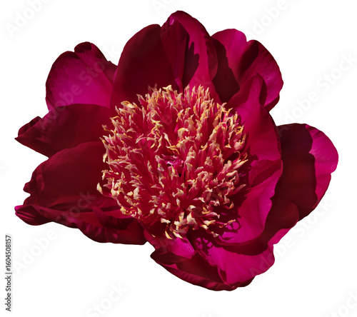 Close-Up of a Vibrant Dark Pink Peony in Full Bloom Isolated on Transparent