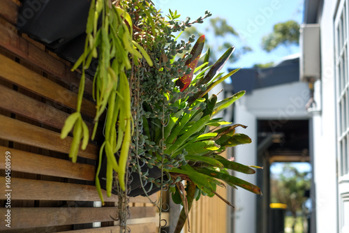 vertical garden with various plants on a fence