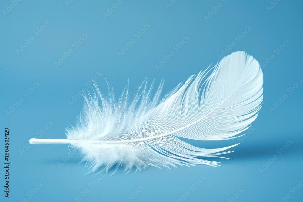 Obraz premium Delicate white feather on blue