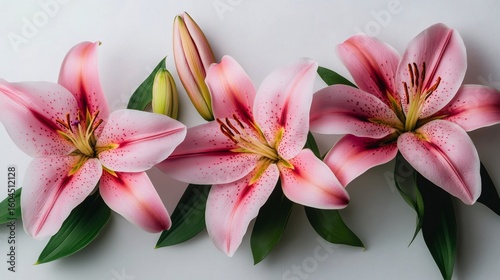 Pink lilies blooming with elegance on white background