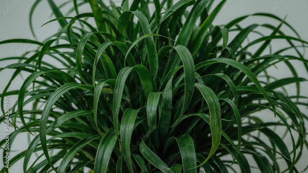 Fototapeta premium Gorgeous Cluster of Elongated Green Foliage