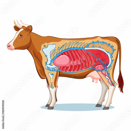 Detailed vector diagram of a cow's internal anatomy in side view. Educational illustration showing color-coded organs and skeletal system.