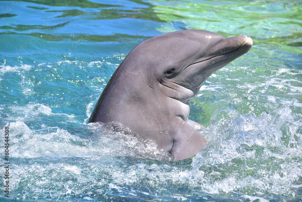 Naklejka premium pair of dolphins