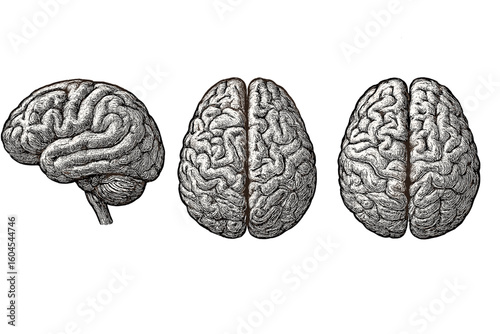 Hand-drawn human brain illustration set in a vintage, engraving style. Anatomical drawing from top and side view. Concept for medicine, neurology, psychology, science.