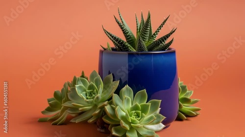 Succulent plant in blue pot with two green succulents on bright orange background. Nature concept video
