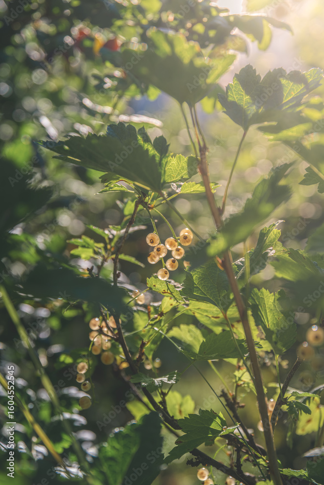 Obraz premium Close-up of a bunch of ripe white currants hanging from a branch, illuminated by sunlight filtering through the leaves, creating a vibrant and refreshing scene of nature's bounty