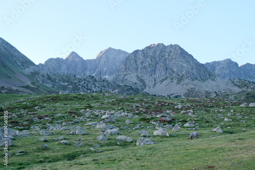 Foto Peaceful mountain landscape with grazing horse on a green meadow at sunrise