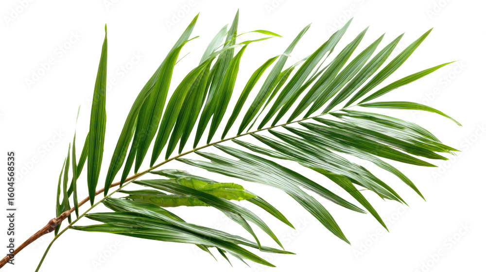Fototapeta premium Fresh green palm leaf isolated on white background for decoration or botanical design.