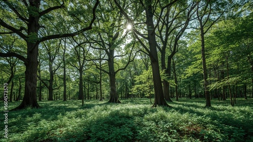 Fototapeta Naklejka Na Ścianę i Meble -  Vibrant green trees in a serene summer park setting