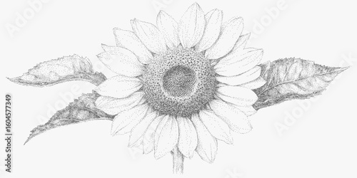 Drawing of a sunflower with a leaf. Retro stipple graphic, dotted halftone shading, noisy photocopy paper grain, threshold edges for vintage design.