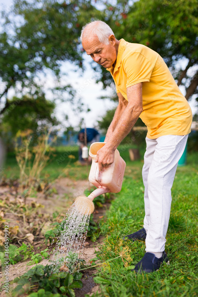 Fototapeta premium Senior man watering strawberry shrubs