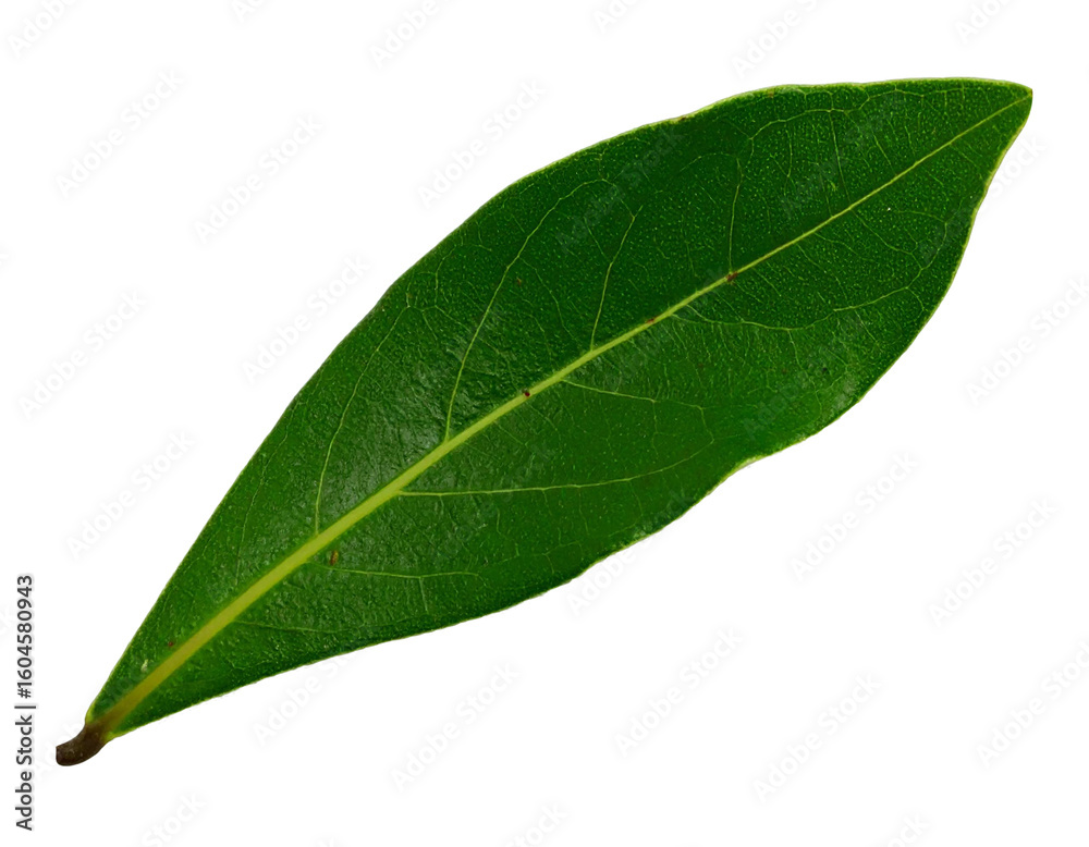 Obraz premium fresh bay leaf isolated on transparent background, png