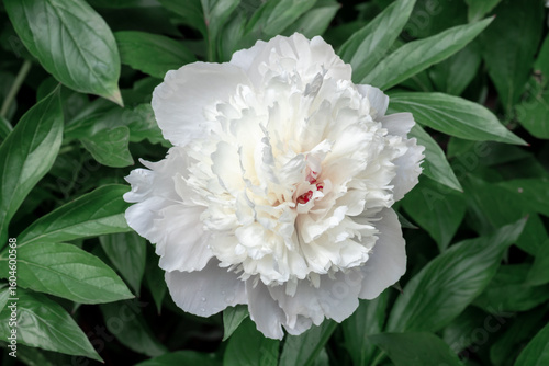 White Peony Flower in Full Bloom Surrounded by Lush Green Leaves