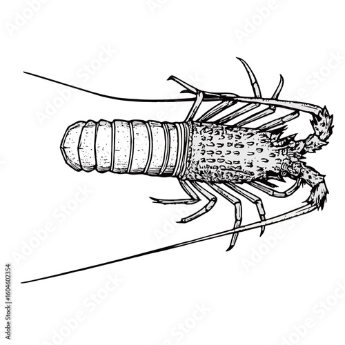 silhouette image of a lobster with a transparent background
