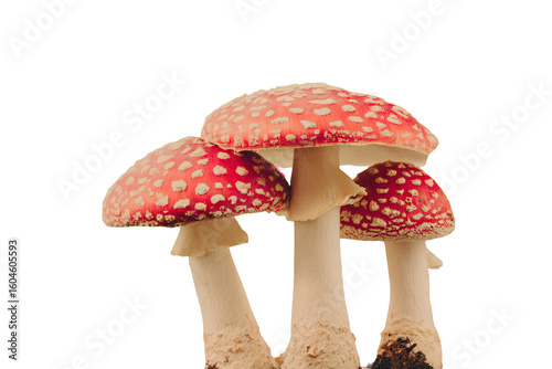 Vintage collage highlighting amanita mushrooms in dreamcore style