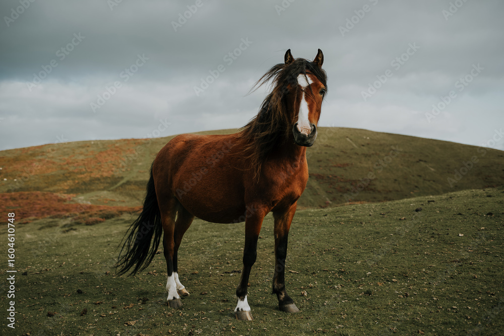 Fototapeta premium Wild Horse on the Long Mynd