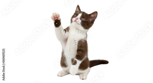 Photos Isolated Playful brown and white kitten