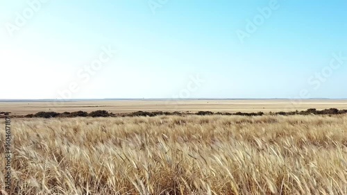 A serene summer landscape showcases a golden wheat field swaying gently under a vast blue sky with fluffy clouds, embodying the beauty of nature and agriculture 4k Quality cinematic video footage
