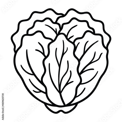 Simple Line Art Illustration of a Cabbage Head Perfect for Coloring Books and Design Elements