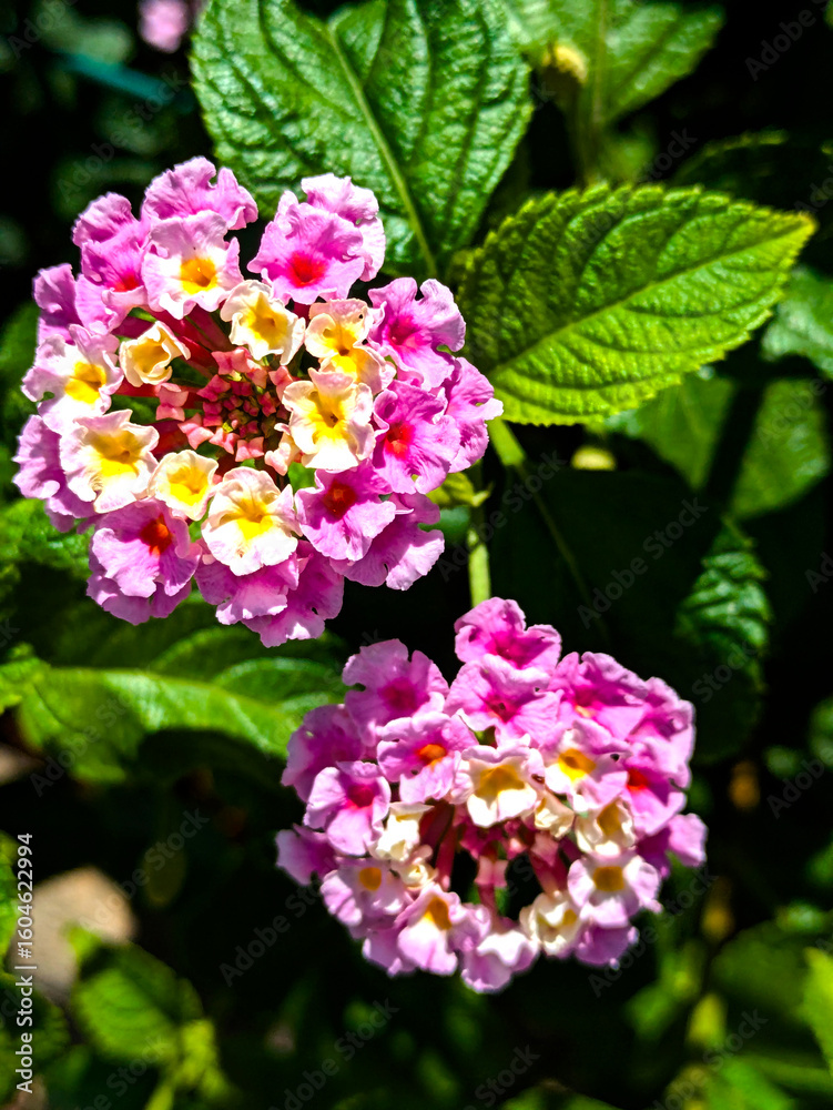 Pink & Yellow Lantana: A Jewel of the Summer Garden